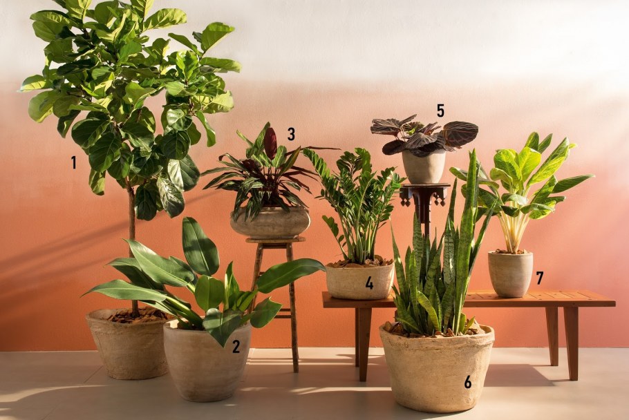 Благоприятные комнатные растения