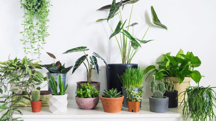 Горшечные растения