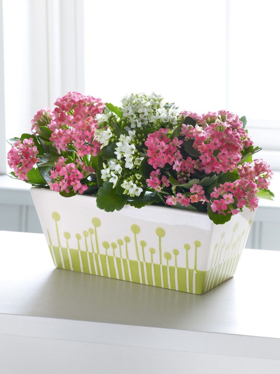 Каланхоэ в горшке