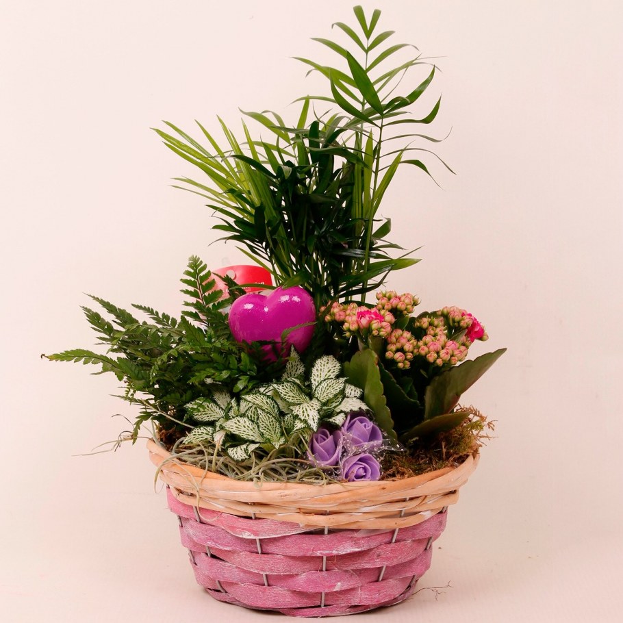 Плант микс d8.5 h10