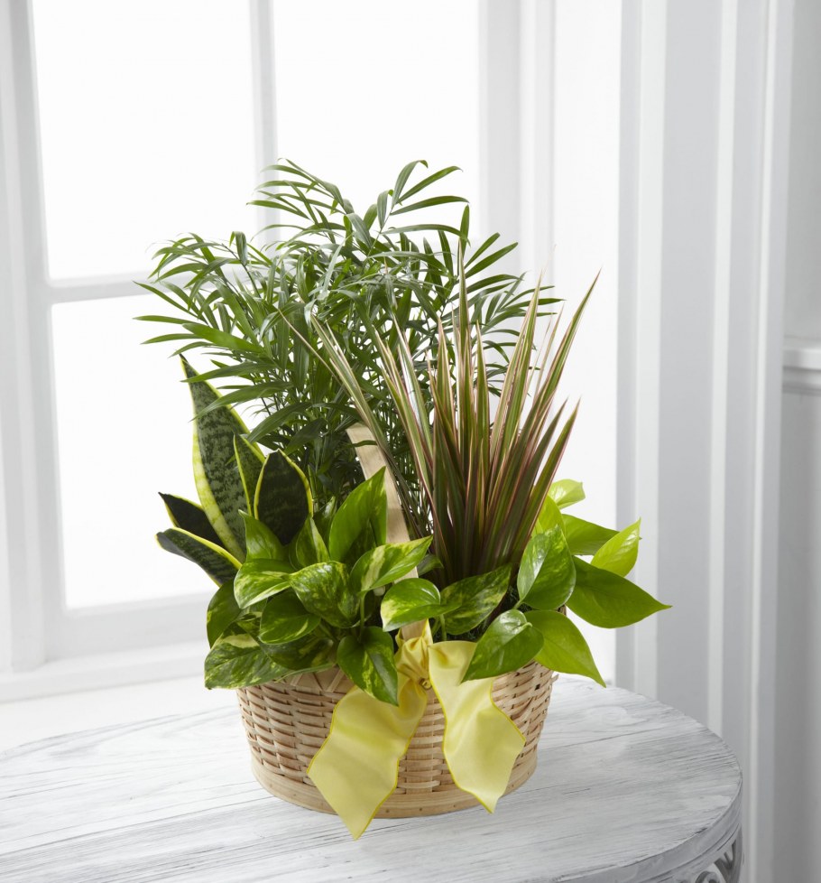 Композиция из горшечных растений