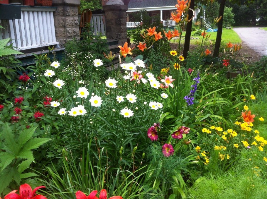 Космея в миксбордере