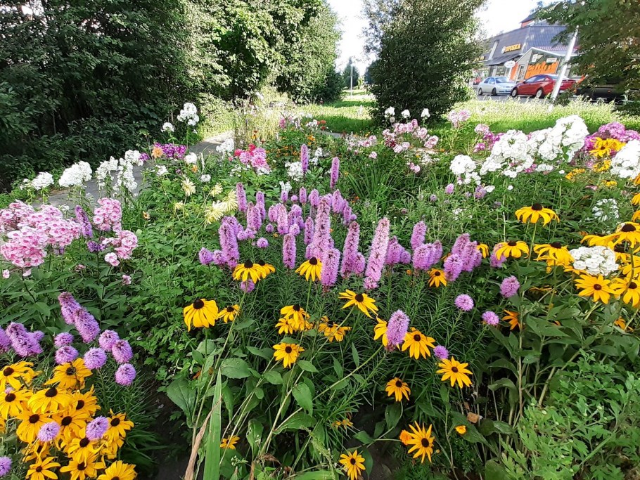 Петунии в миксбордере