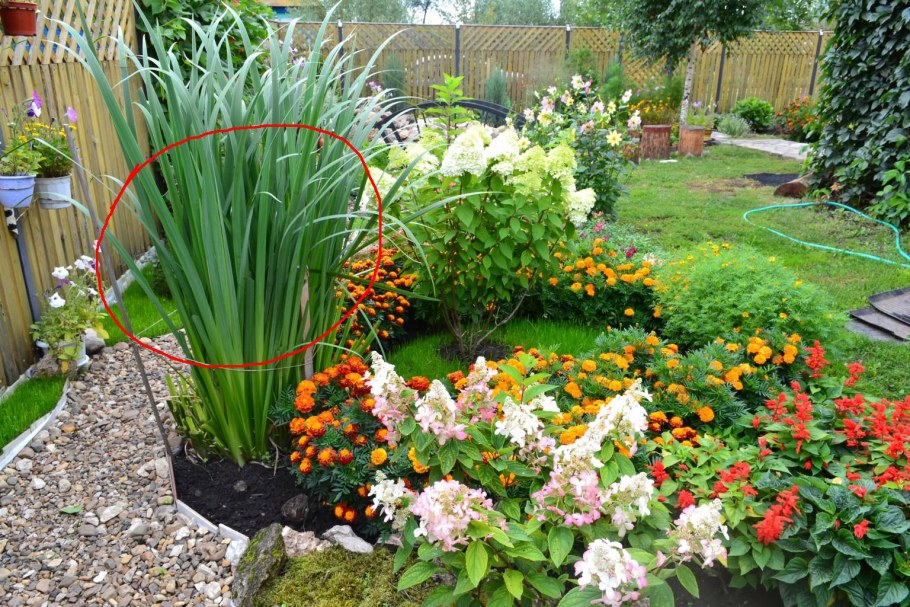 Клумба с многолетниками и однолетниками