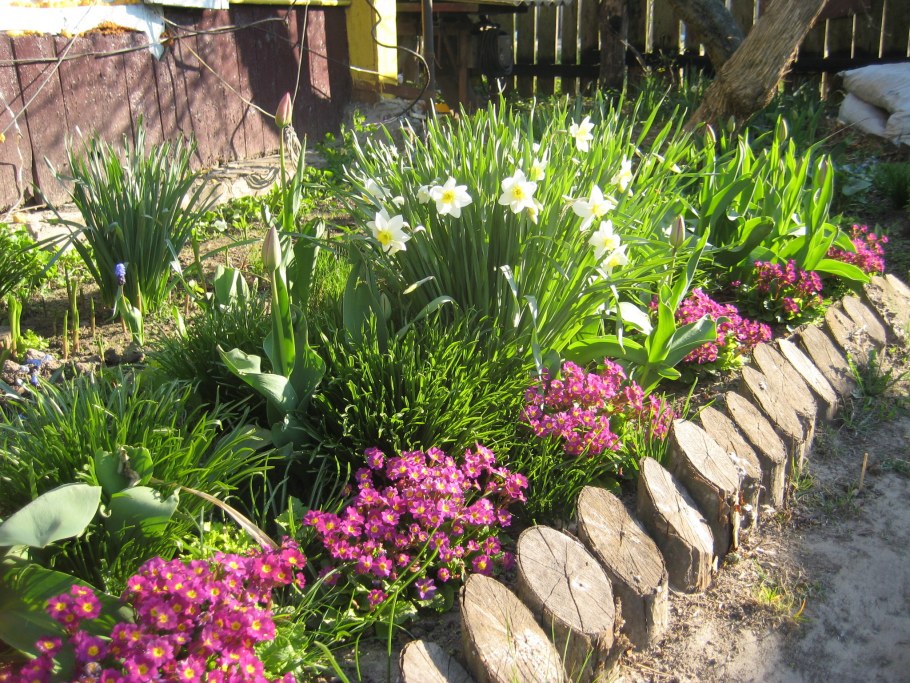 Сад непрерывного цветения многолетников