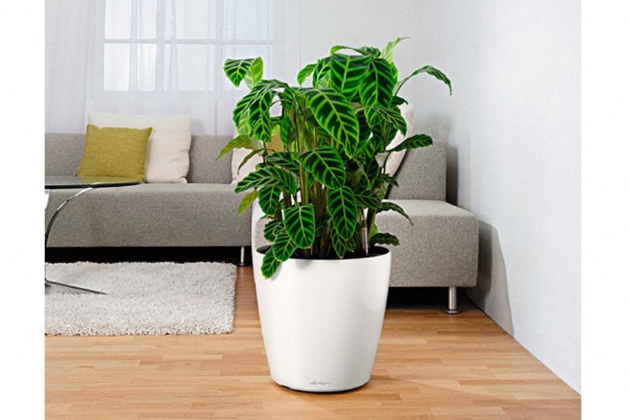 Lechuza Classico Color 35