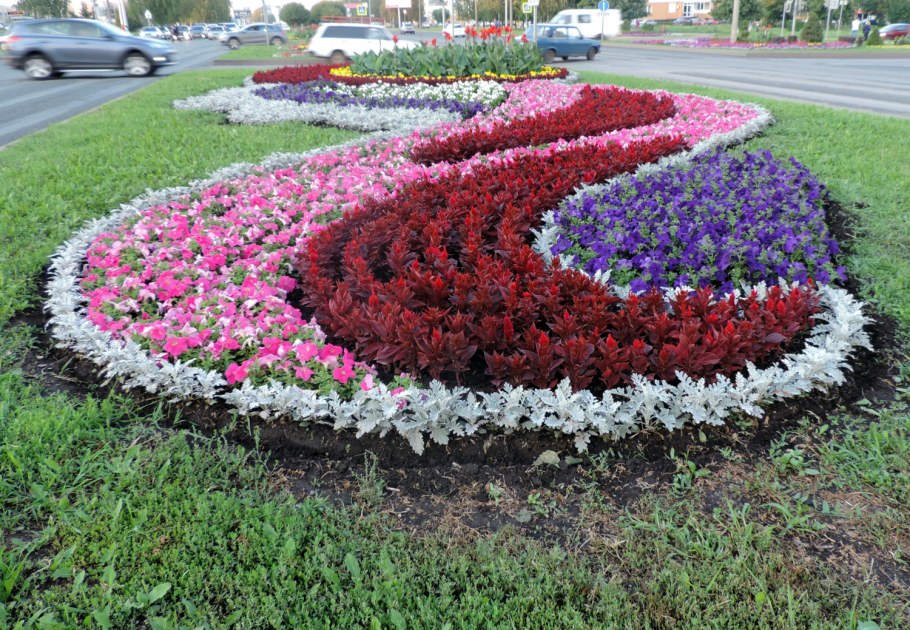 Бархатцы в приствольных кругах