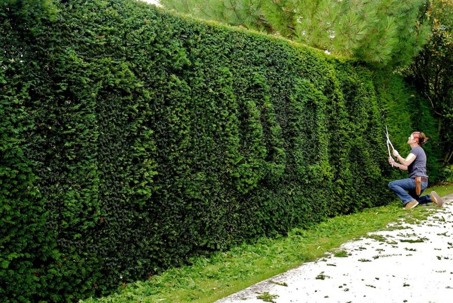 Живая изгородь туя и спирея