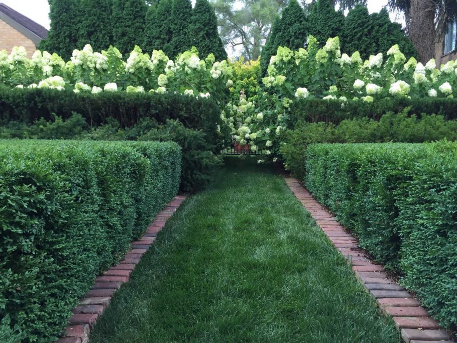 Забор из кустарника на даче