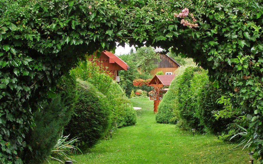 Розмарин Живая изгородь