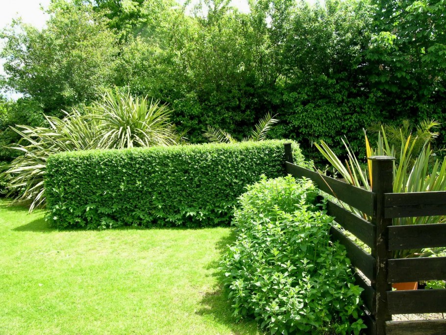 Передвижная Живая изгородь сад