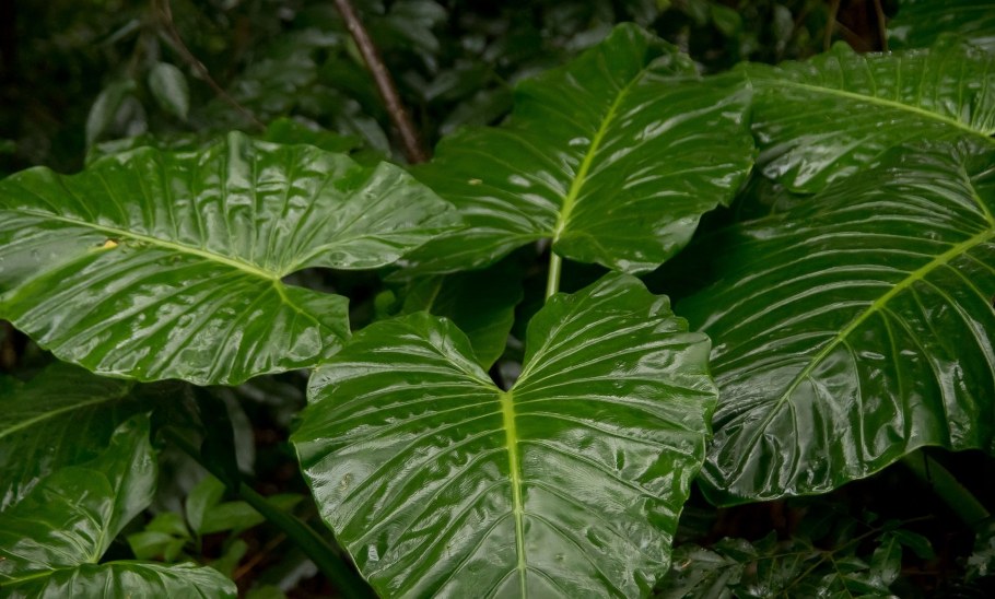 Alocasia brisbanensis
