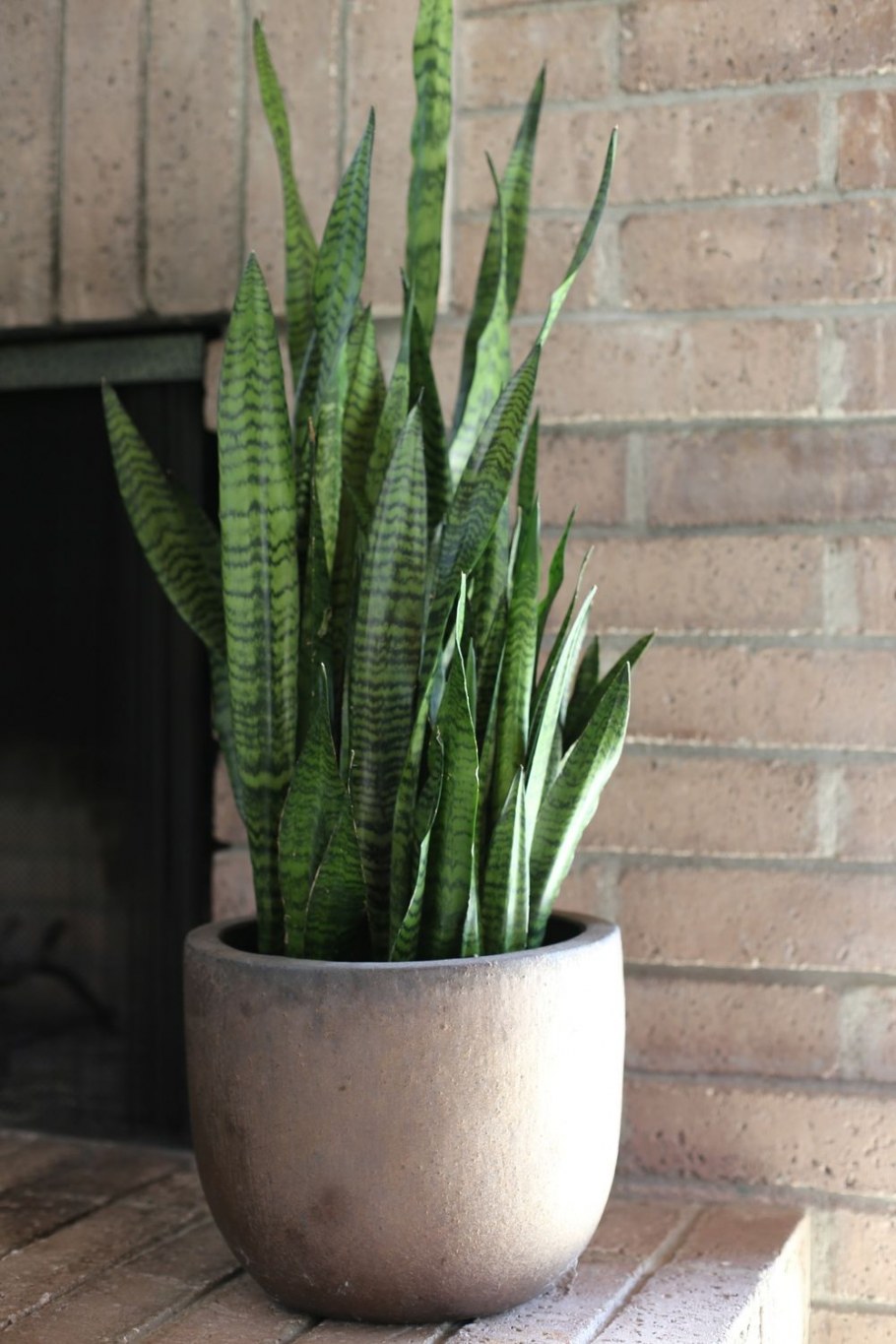 Сансевиерия плантс