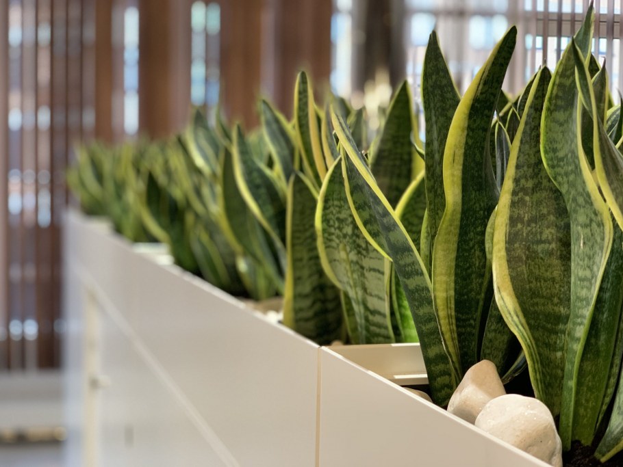 Сансевьера трехполосая