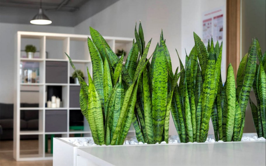 Сансевиерия Тещин язык