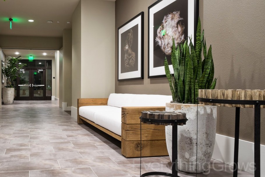 Сансевиерия трехполосная (щучий хвост)