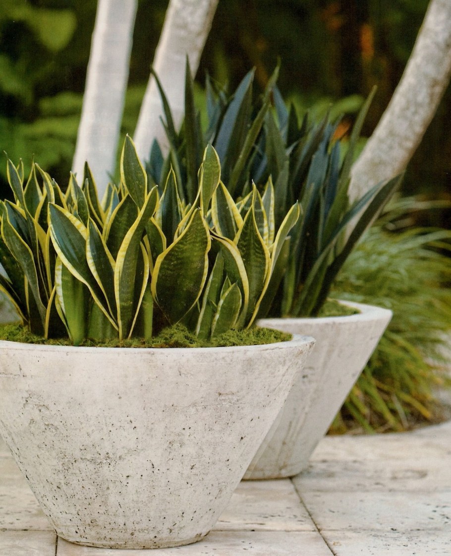 Сансевиерия Ханни в кашпо