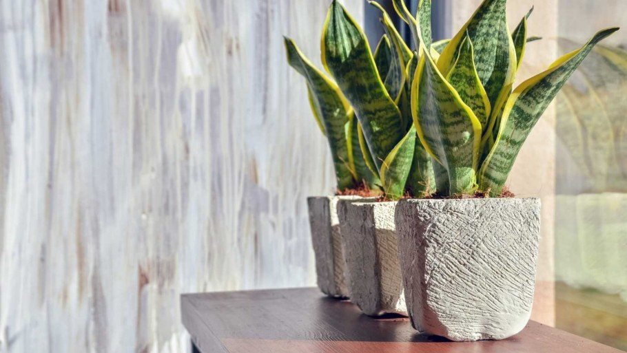 Сансевиерия в скандинавском интерьере