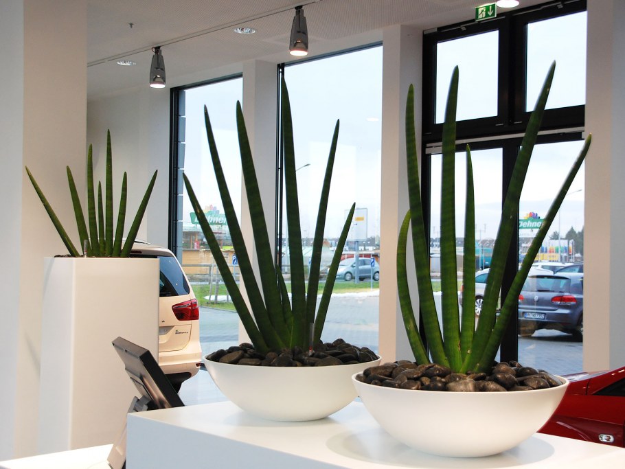 Сансевиерия стрэйт