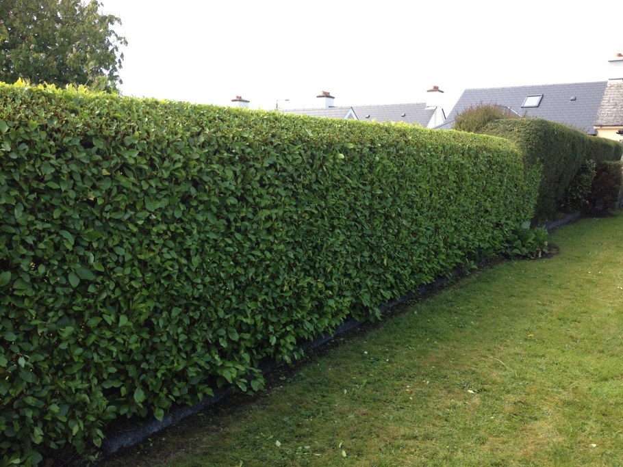 Живая изгородь в контейнерах