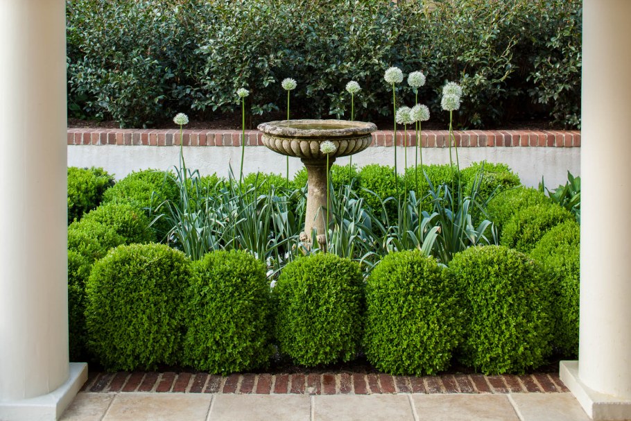 Самшит и аллиум