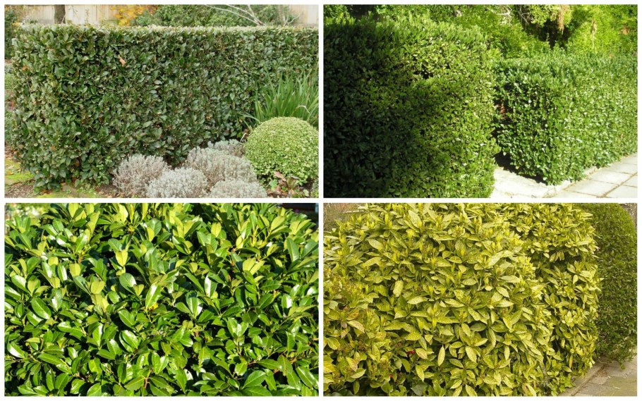 Сетка для стрижки кустарников