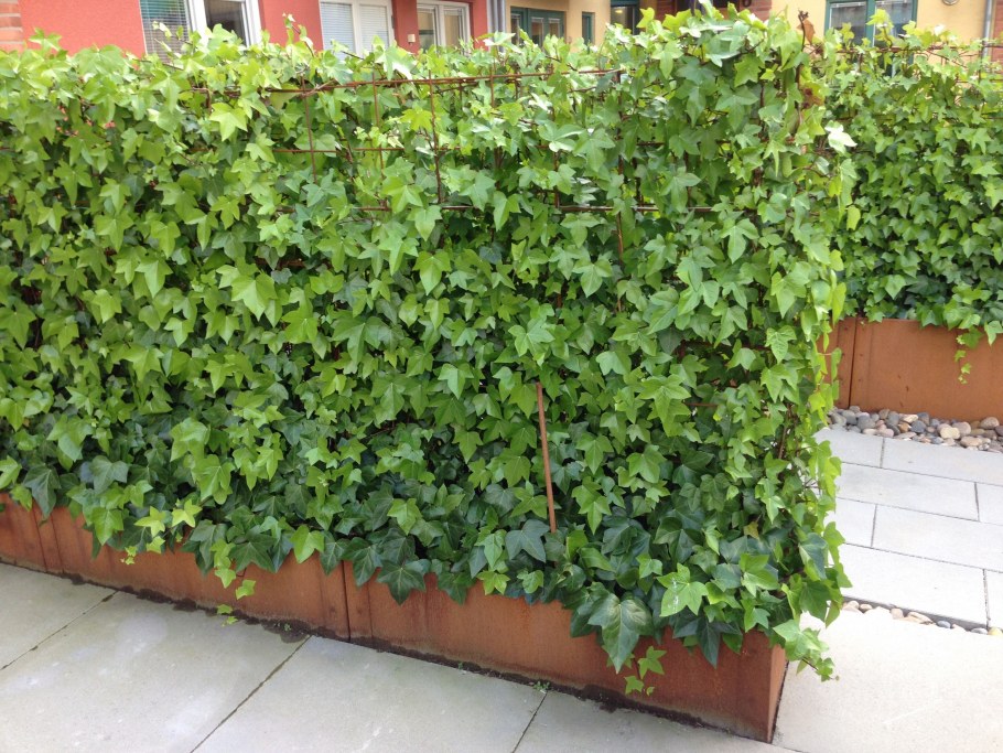 Самшит вечнозеленый Живая изгородь