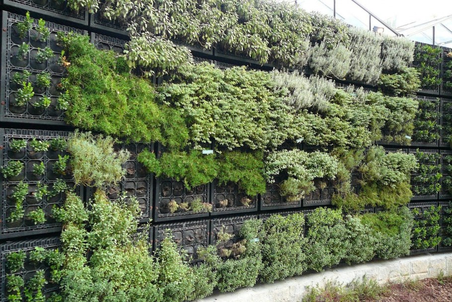 Живая изгородь естественная