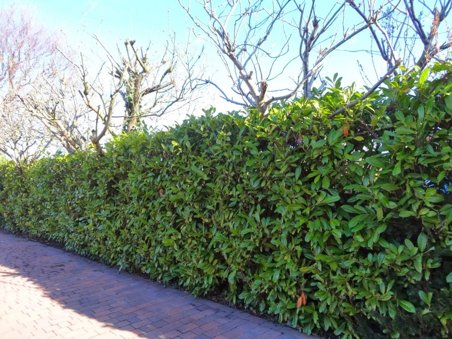 Сияние Живая изгородь