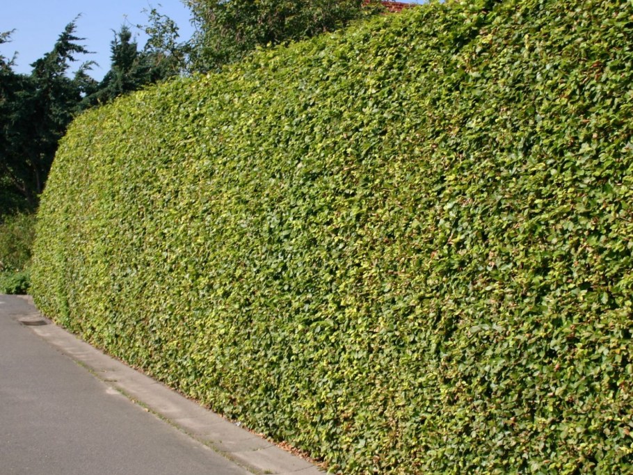 Живая изгородь вдоль забора
