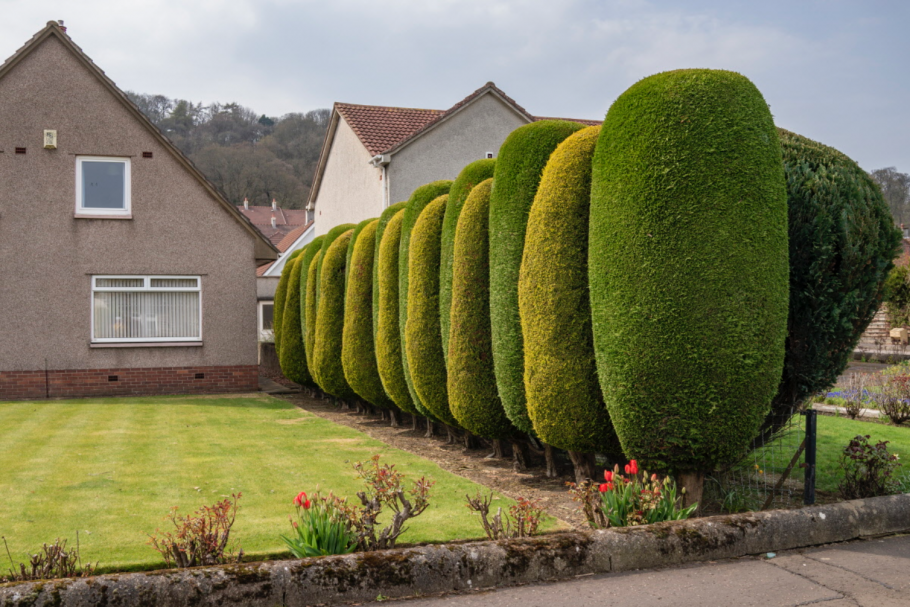 Дизайнерская Живая изгородь