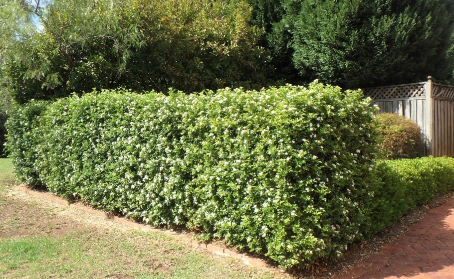 Плющ Живая изгородь сетка