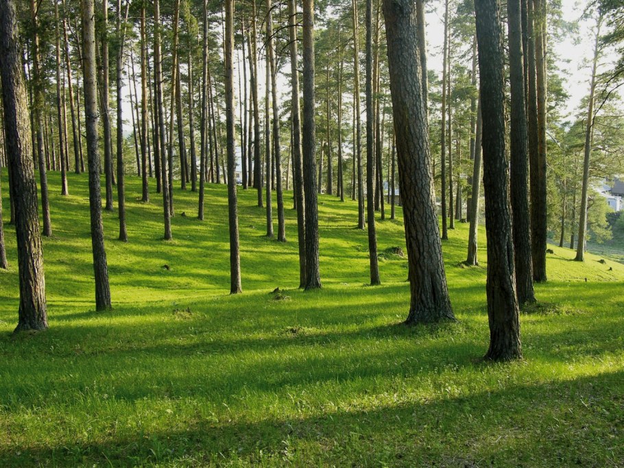 Благоустройство лесопарковой зоны