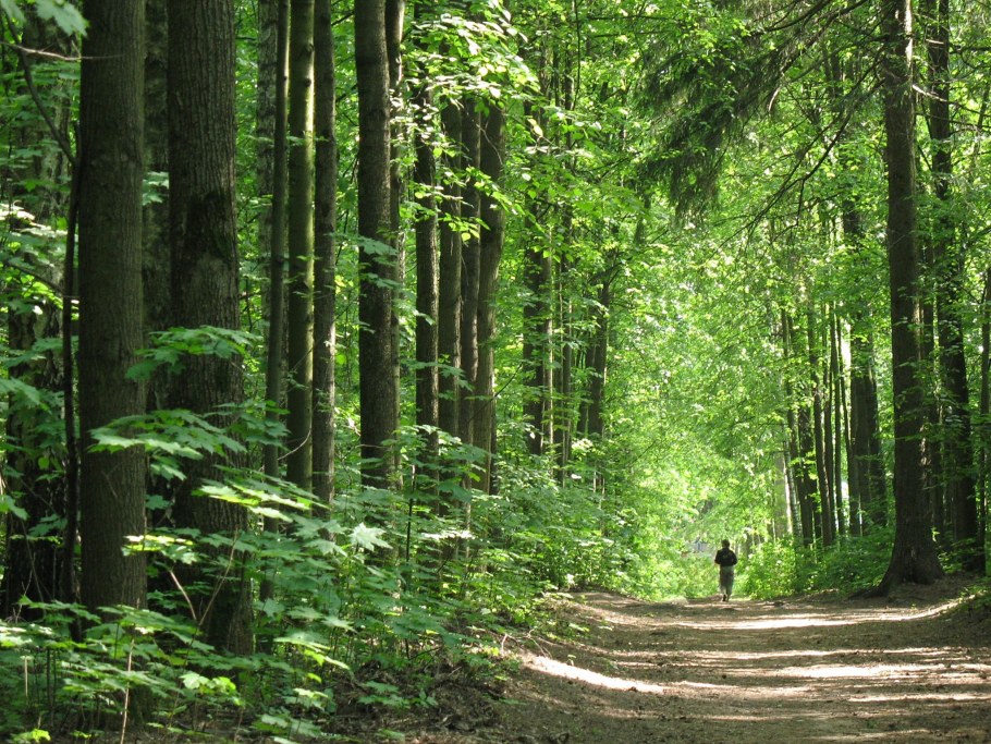 Camp Adventure Forest Tower от Effekt
