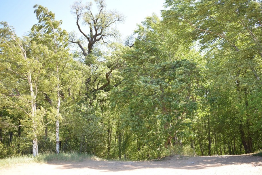 Парковая зона Достоевская Всеволожск