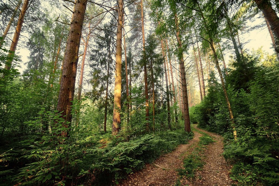 Лес в Одинцово