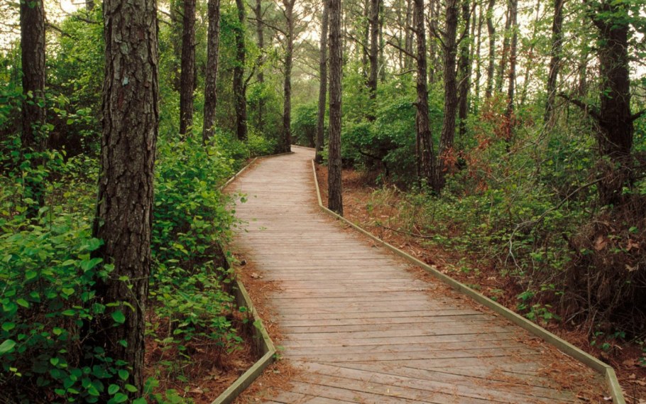 Ландшафтные рубки в рекреационных лесах
