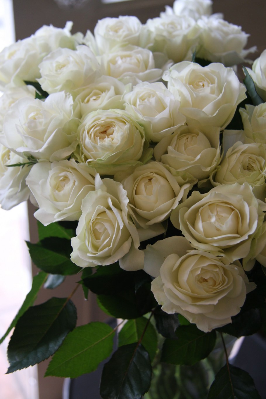 Белые розы для инстаграмма