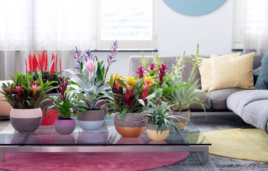 Домашние цветы в интерьере