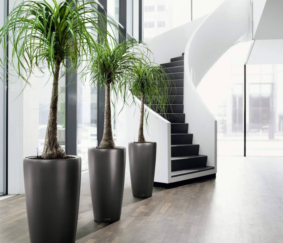 Растение Нолина штамбовая