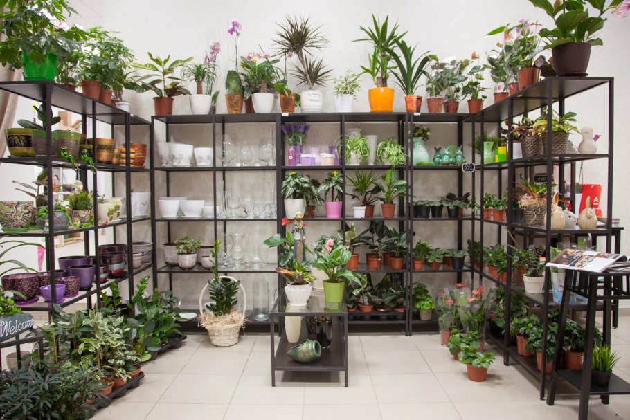 Цветочный магазин комнатных растений