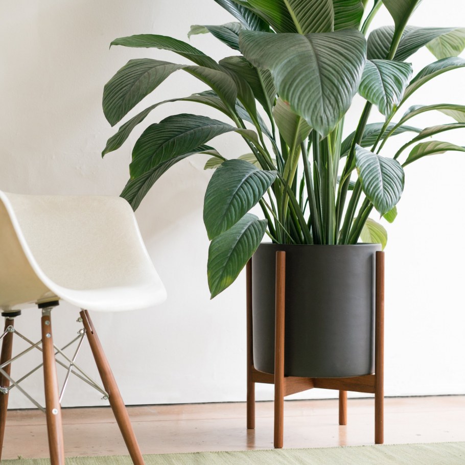 Напольные цветы для дома