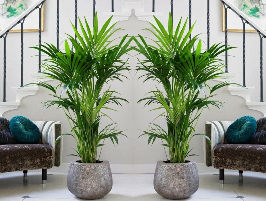 Тенелюбивые комнатные пальмы