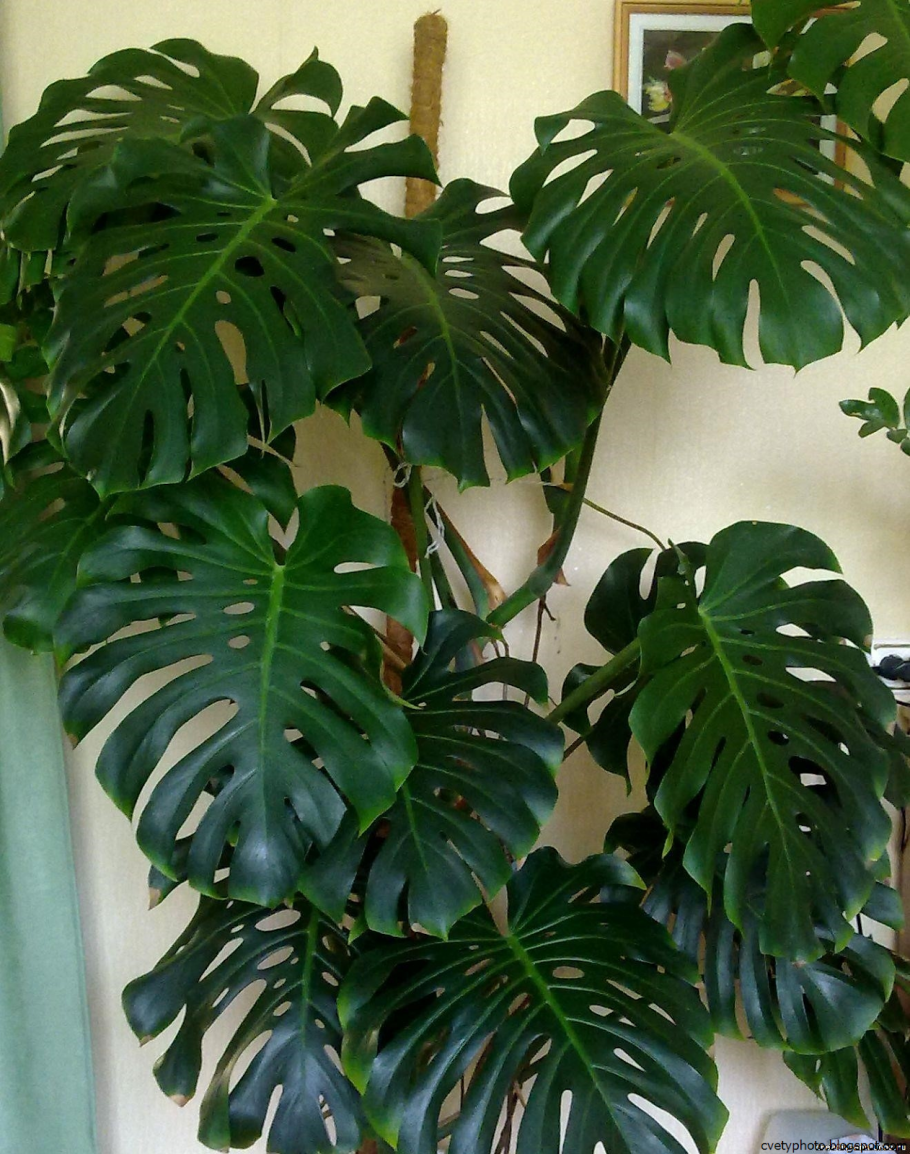 Монстера крупнолистная