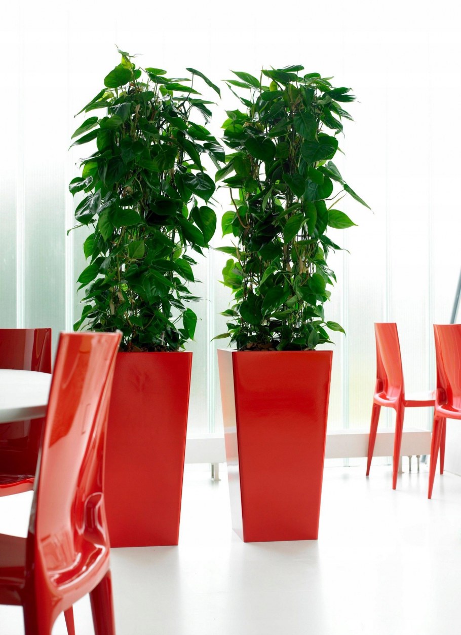 Филодендрон Сканденс