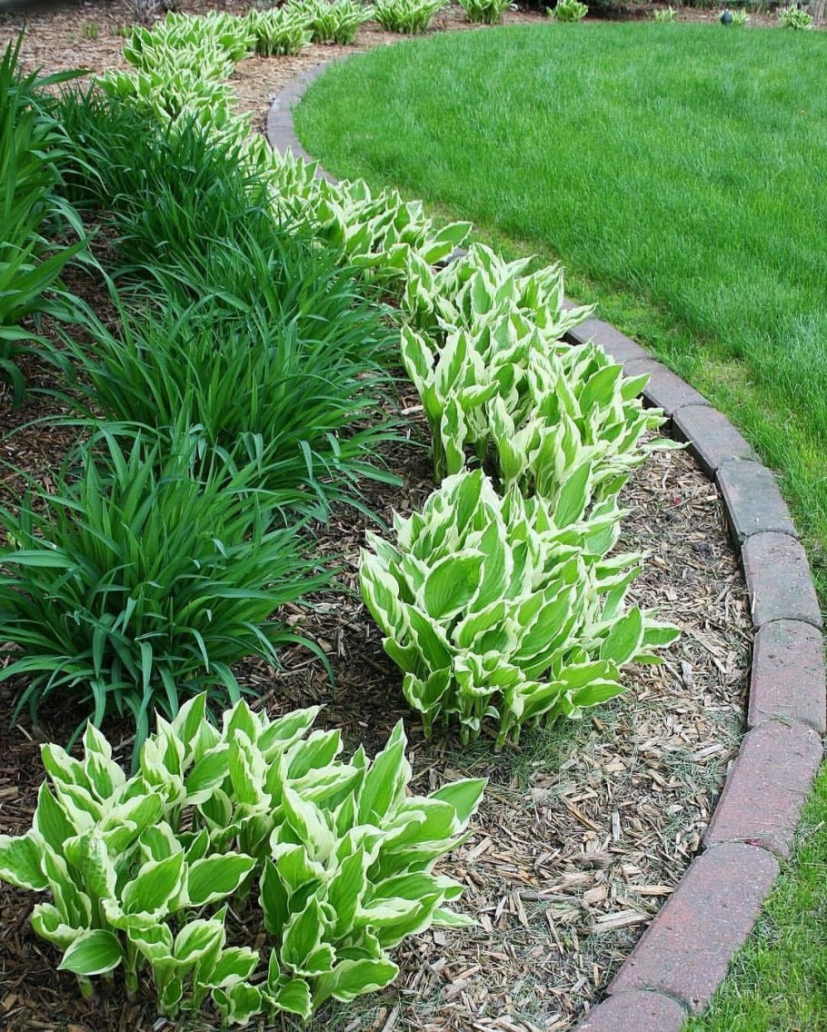 Хоста мульчирование корой