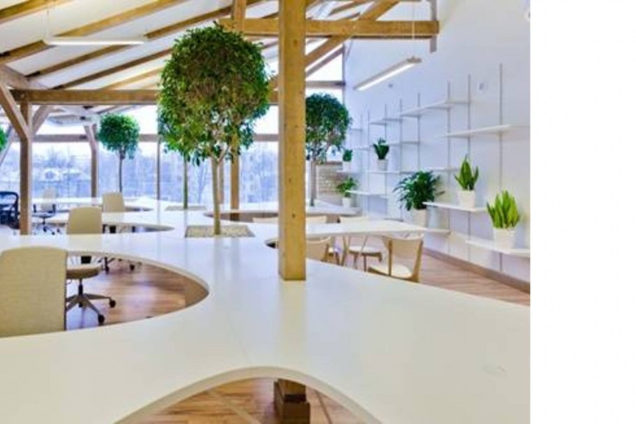 Дерево в интерьере офиса