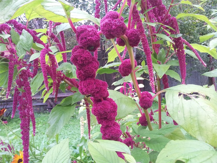 Амарант ред Кафедрал метельч