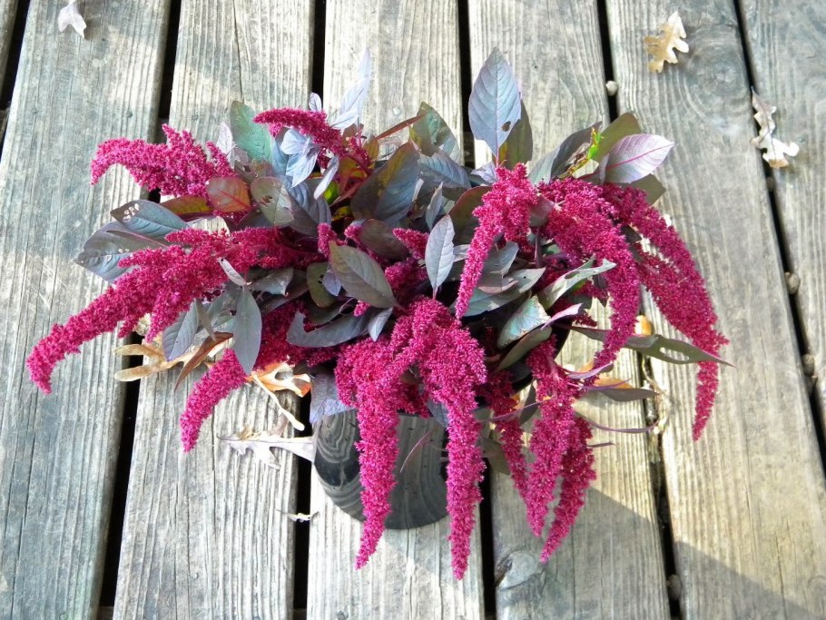 Амарант ред Гарнетт