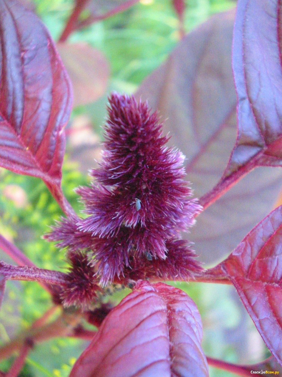 Амарант ягоды